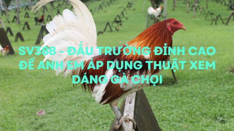 Sv388 - Đấu trường đỉnh cao để anh em áp dụng thuật xem dáng gà chọi