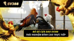 Đá Gà Cựa Dao SV388