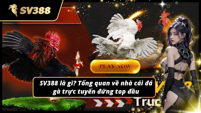 Phá bỏ tin đồ SV388 bị hack với các thông tin chính xác